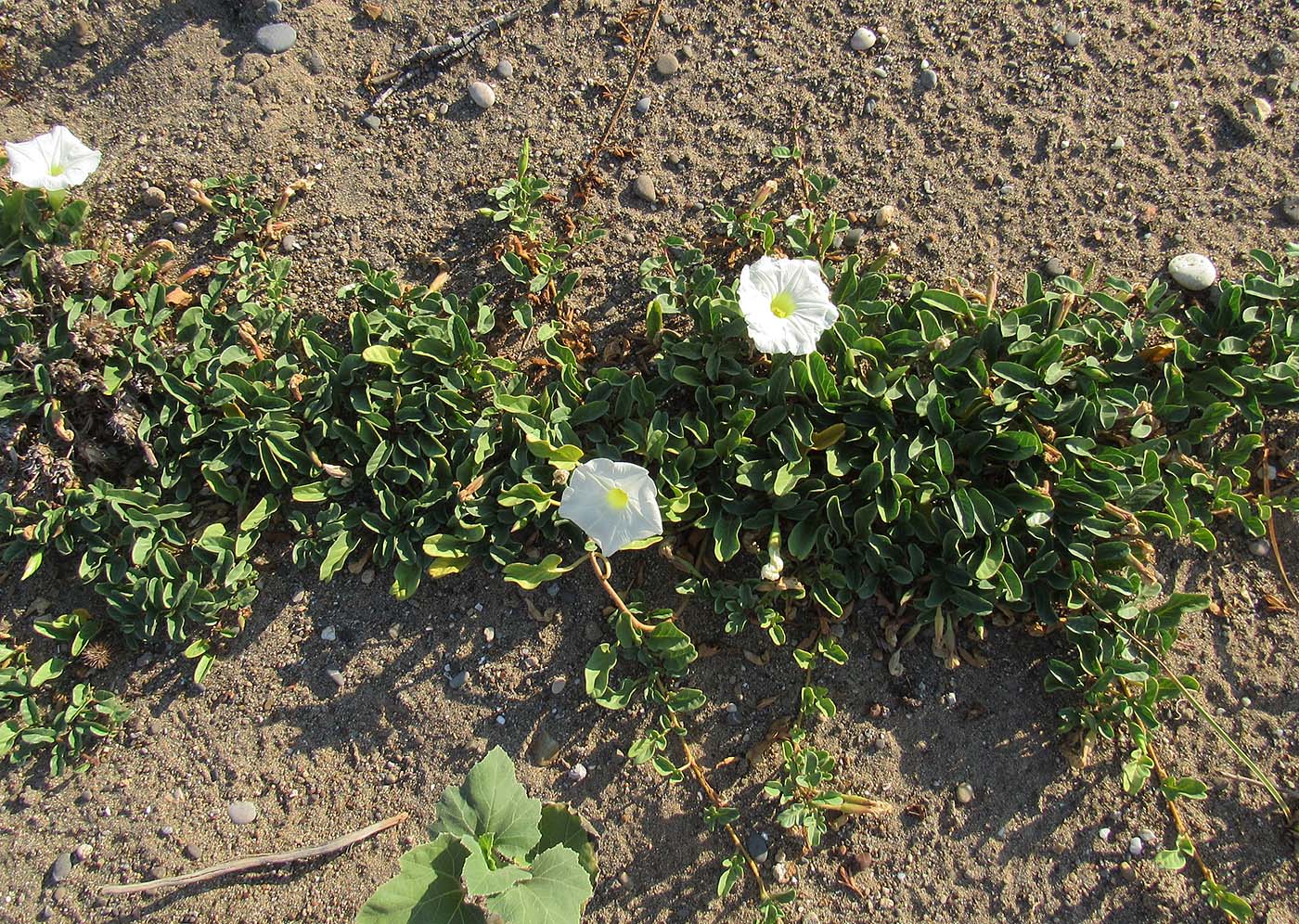 Image of Ipomoea imperati specimen.