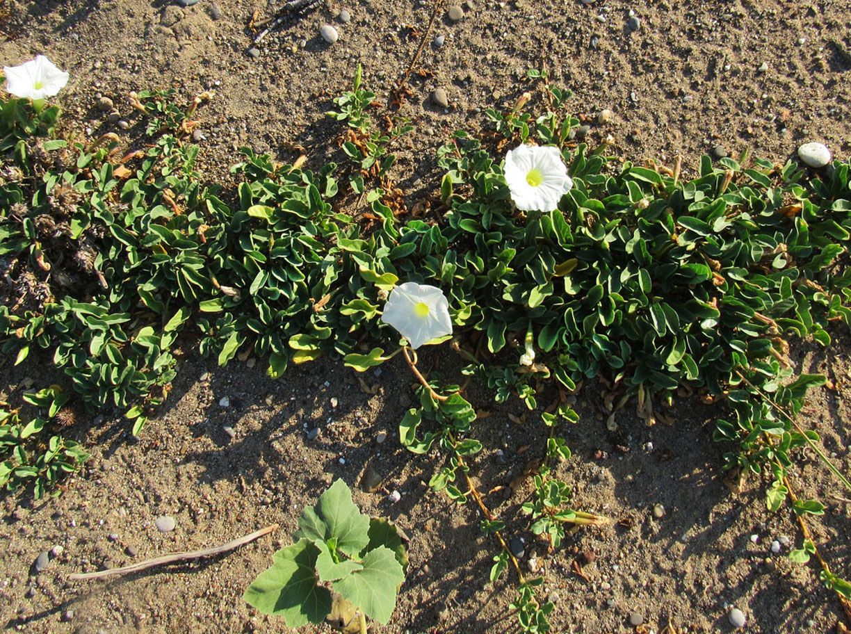 Image of Ipomoea imperati specimen.