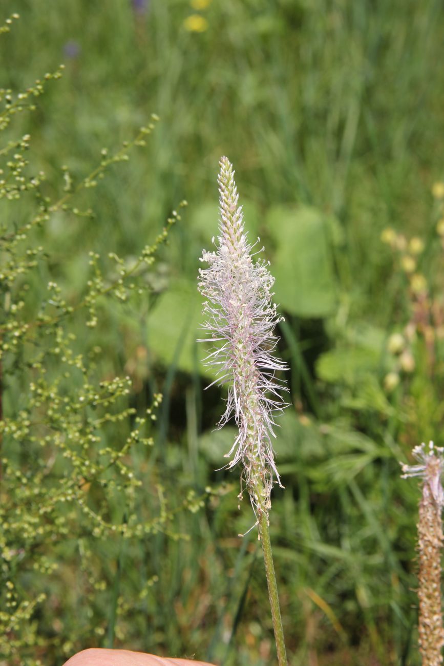 Изображение особи Plantago urvillei.