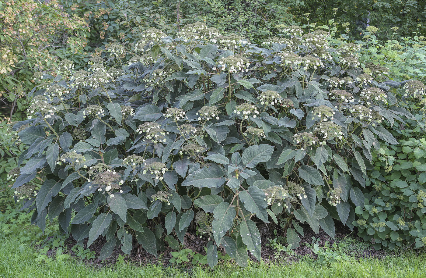 Image of Hydrangea aspera ssp. sargentiana specimen.