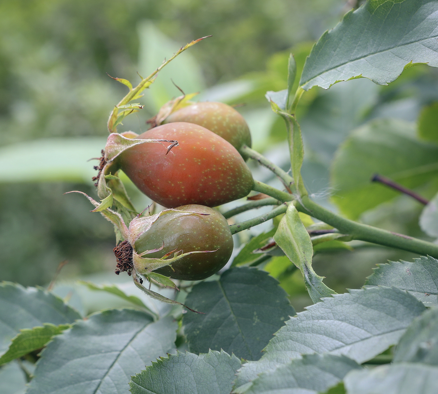 Изображение особи Rosa canina.