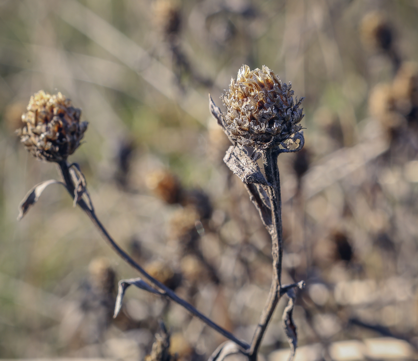 Image of Centaurea jacea specimen.