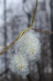 Salix pentandra