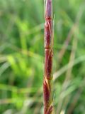 Aegilops cylindrica