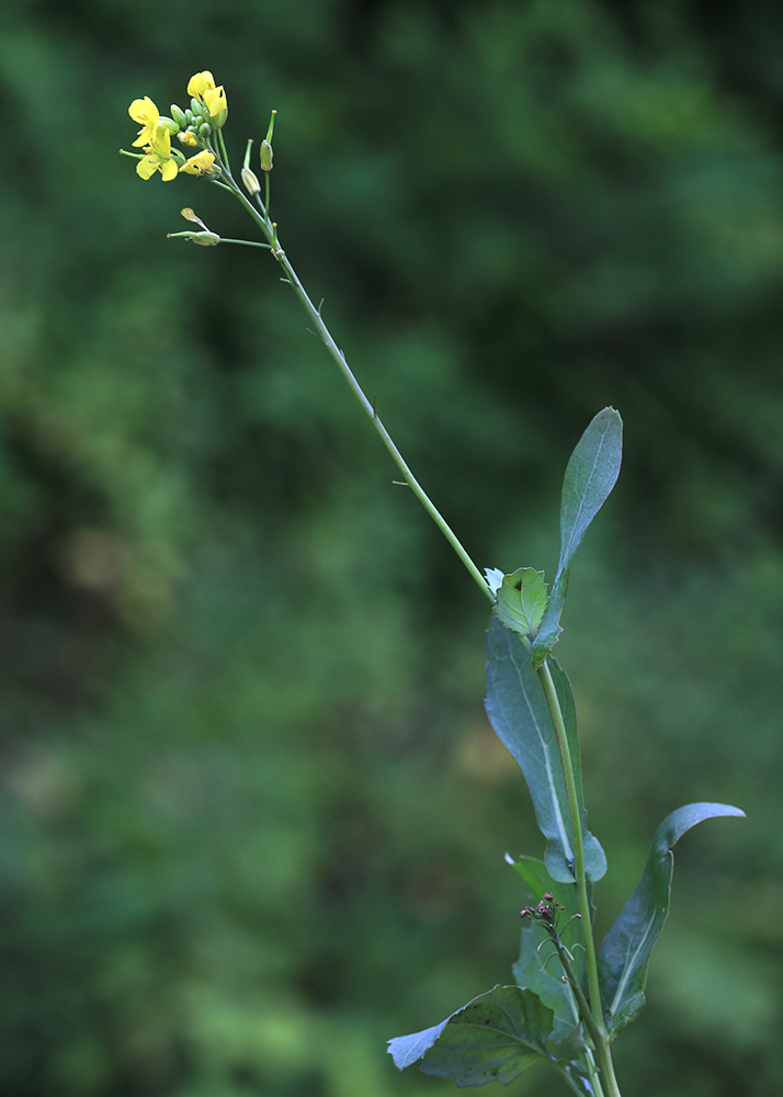 Image of Brassica napus specimen.