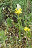 Erysimum cuspidatum. Цветущее растение с сидящей бабочкой. Крым, городской округ Феодосия, окр. пос. Орджоникидзе, гора Батон, каменистая степь. 02.05.2021.