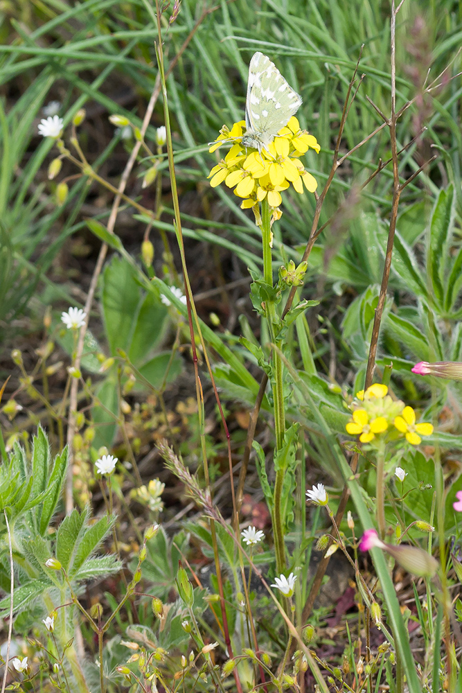 Изображение особи Erysimum cuspidatum.