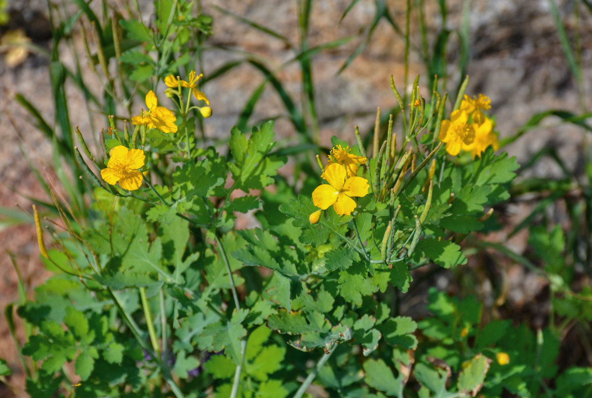 Image of Chelidonium majus specimen.