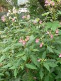 Impatiens glandulifera. Цветущие растения. Хабаровский край, Хабаровский р-н, ст. Хехцир. 11.08.2013.