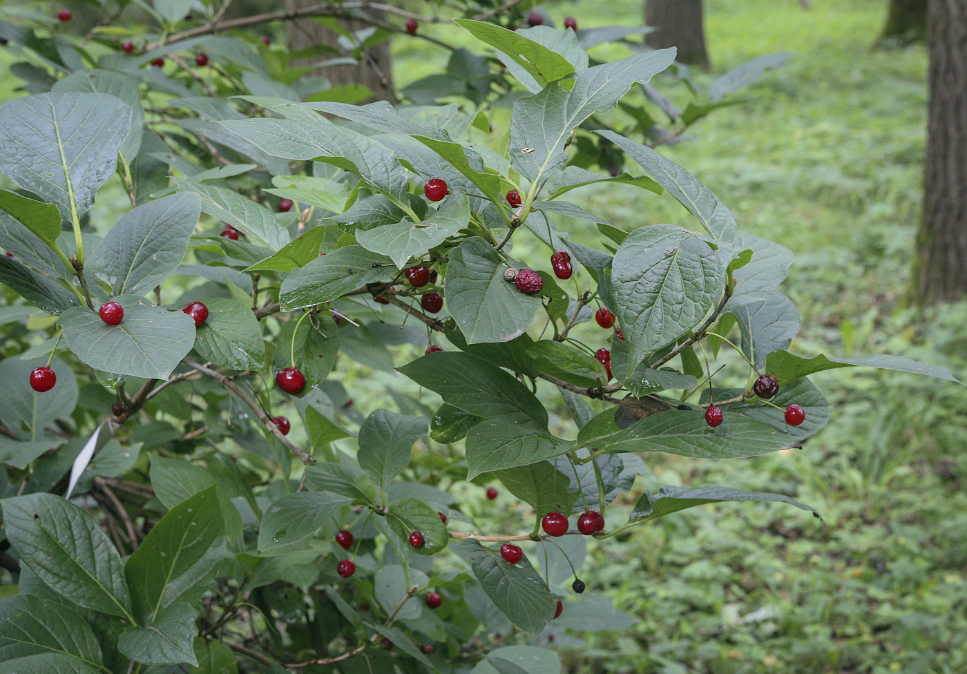 Изображение особи Lonicera karelinii.