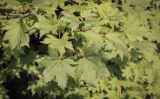 Acer japonicum