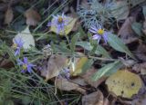 Aster amellus. Верхушка цветущего растения. Пермский край, Кунгурский р-н, окр. с. Филипповка, гора Ледяная, крутой слабо задернованный склон. 12.09.2021.