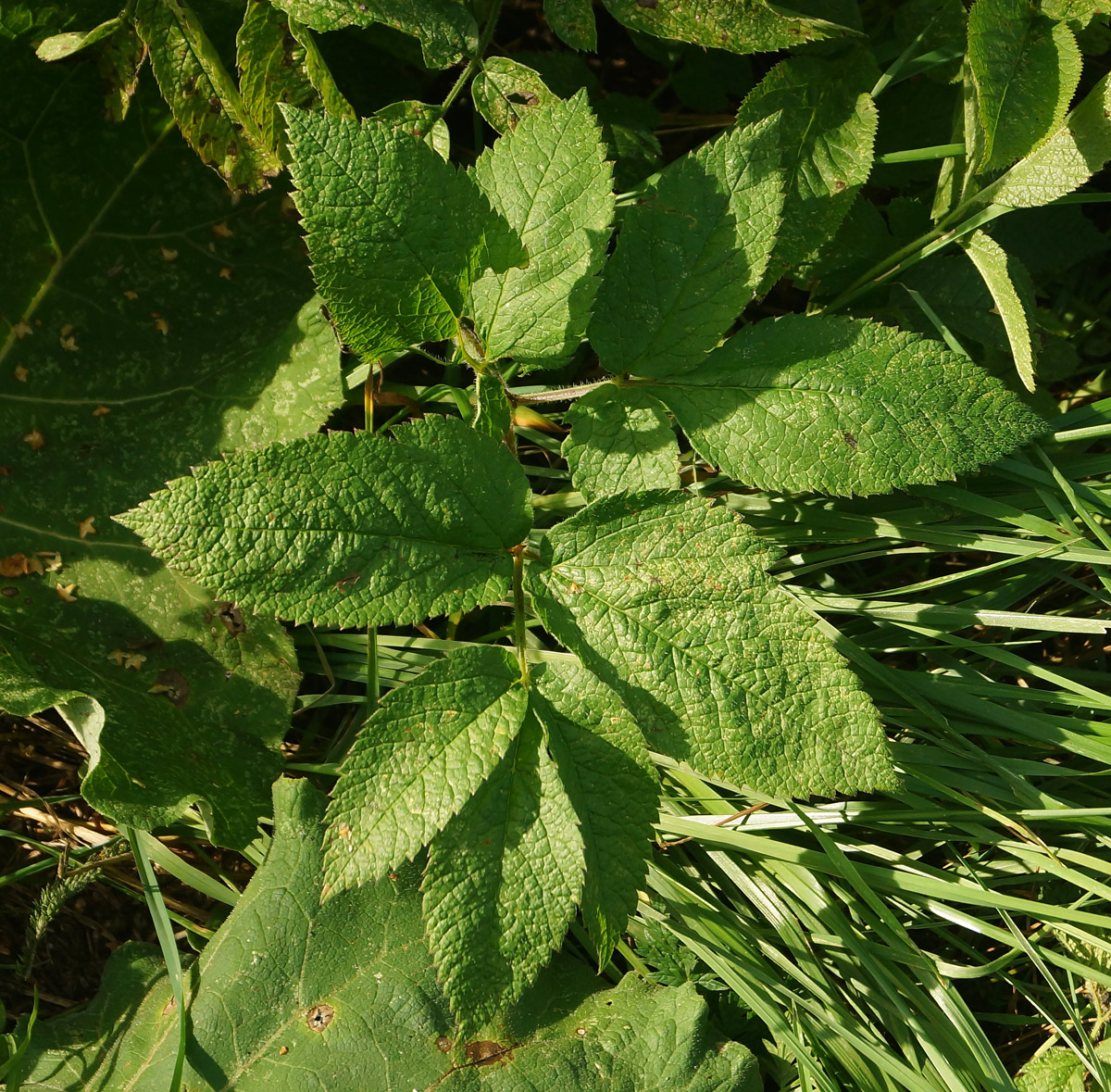 Image of Chaerophyllum aromaticum specimen.