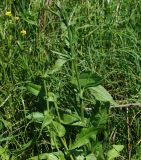 Cichorium intybus