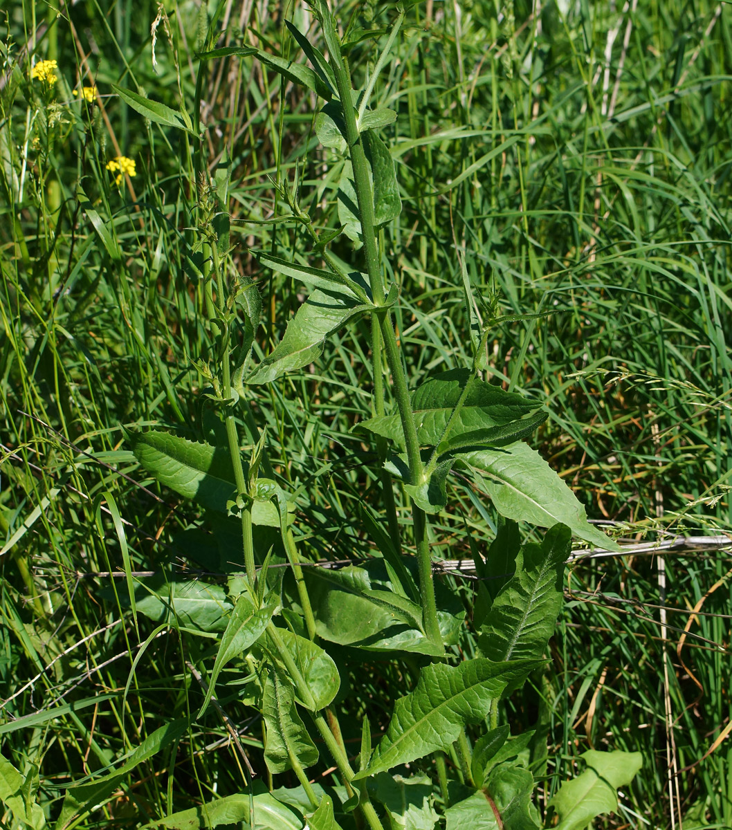 Image of Cichorium intybus specimen.