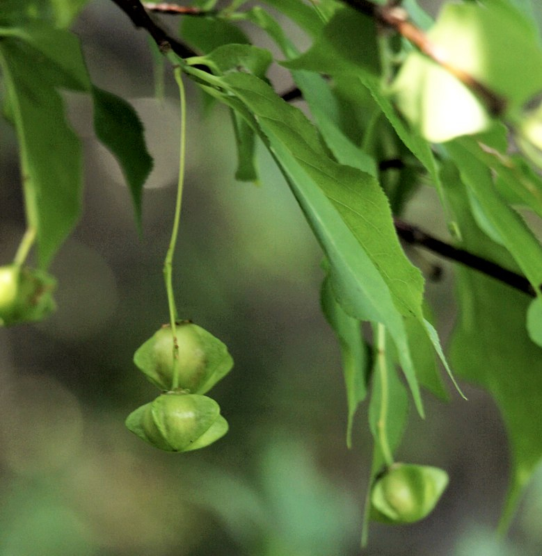 Image of Euonymus maximowiczianus specimen.