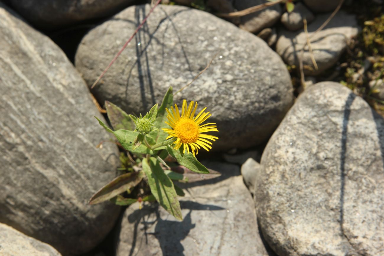 Изображение особи Inula britannica.