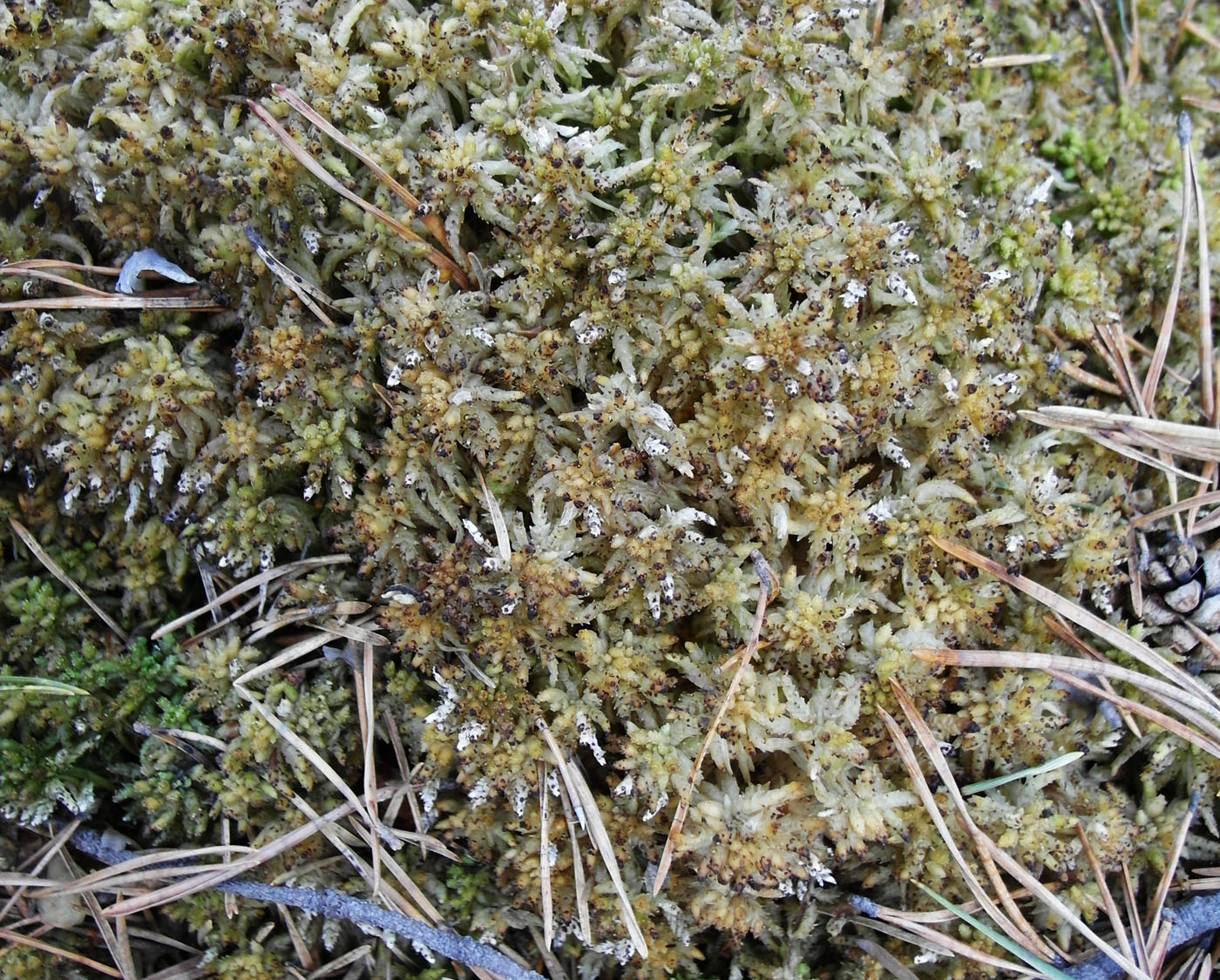 Image of Sphagnum centrale specimen.