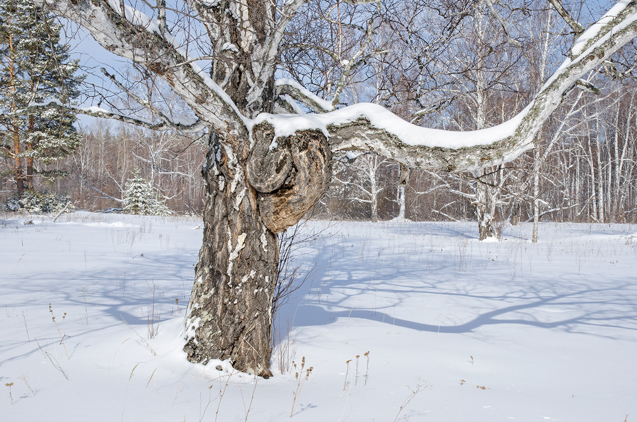 Изображение особи род Betula.