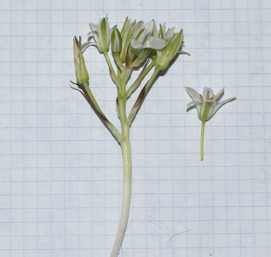 Image of Ornithogalum neurostegium ssp. eigii specimen.