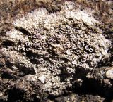 genus Lecanora