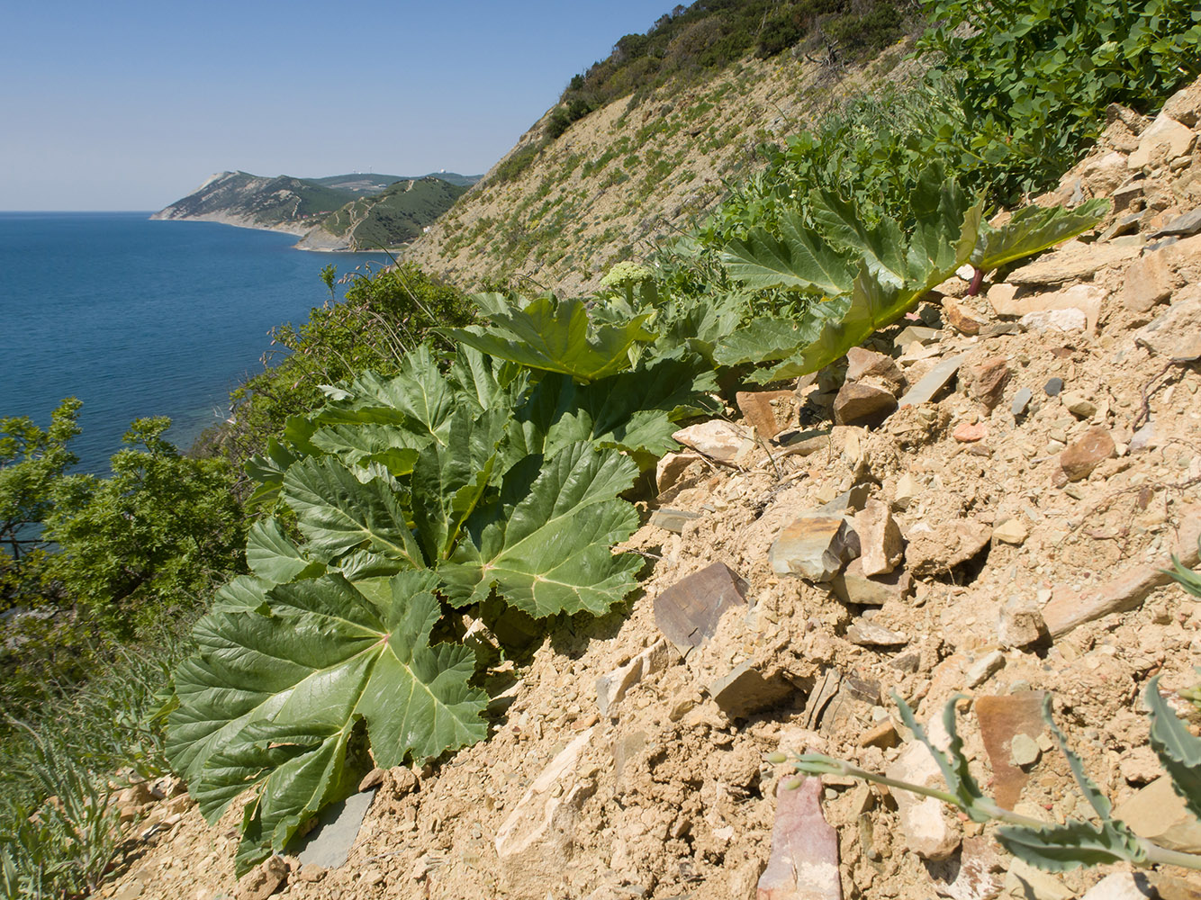 Image of Heracleum stevenii specimen.