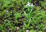 Pogonia japonica. Цветущие растения. Приморский край, Ольгинский р-н, окр. пгт Ольга, устье р. Аввакумовка на левом берегу, опушка дубового леса на границе с болотом, среди мхов. 09.07.2022.