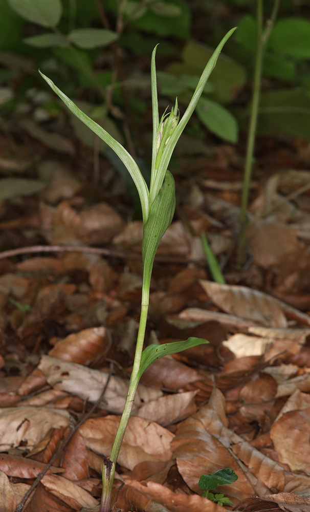 Image of Cephalanthera rubra specimen.