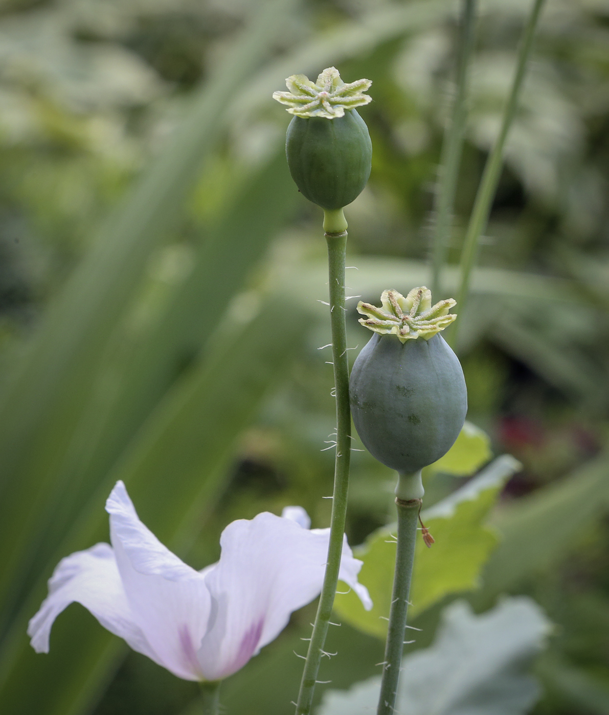 Image of Papaver somniferum specimen.