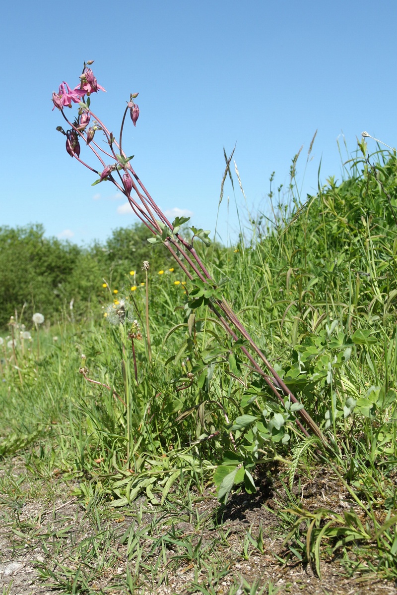 Image of Aquilegia vulgaris specimen.