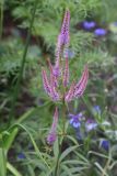 Veronicastrum sibiricum. Верхушка цветущего растения. Томская обл., г. Томск, Академгородок, в культуре. 25.07.2022.