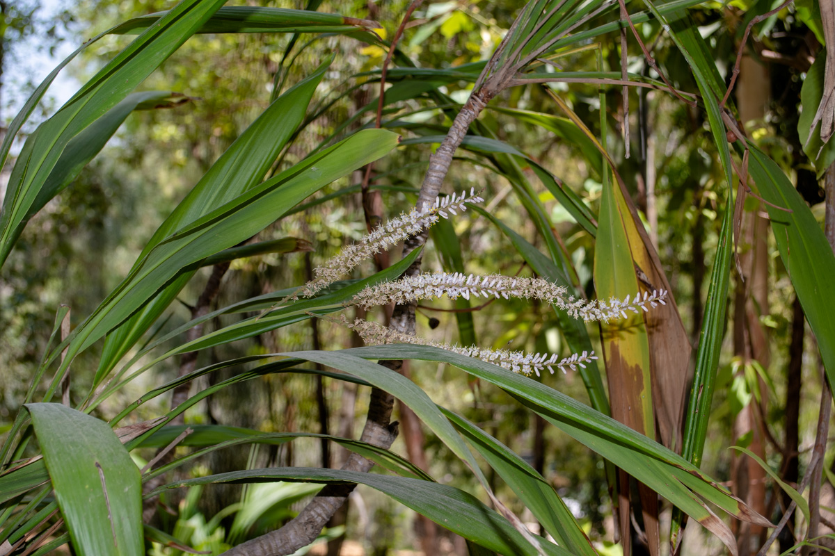 Изображение особи Cordyline petiolaris.