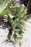 Aloe plicatilis. Вегетирующее растение. Северная Австралия, национальный парк \"Nitmiluk\", водопады Edith. 17.12.2010.