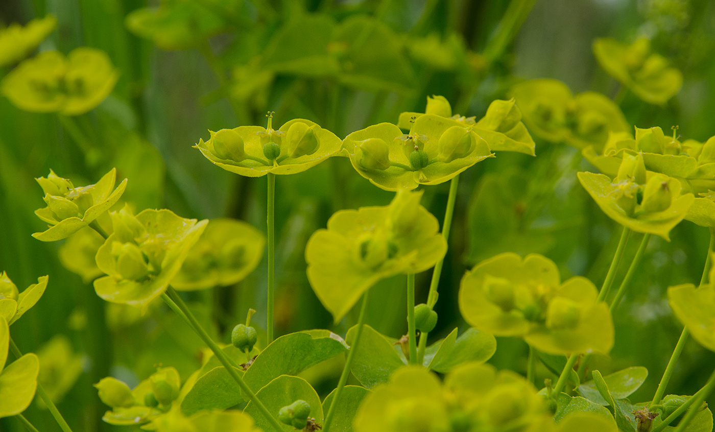 Изображение особи Euphorbia virgata.