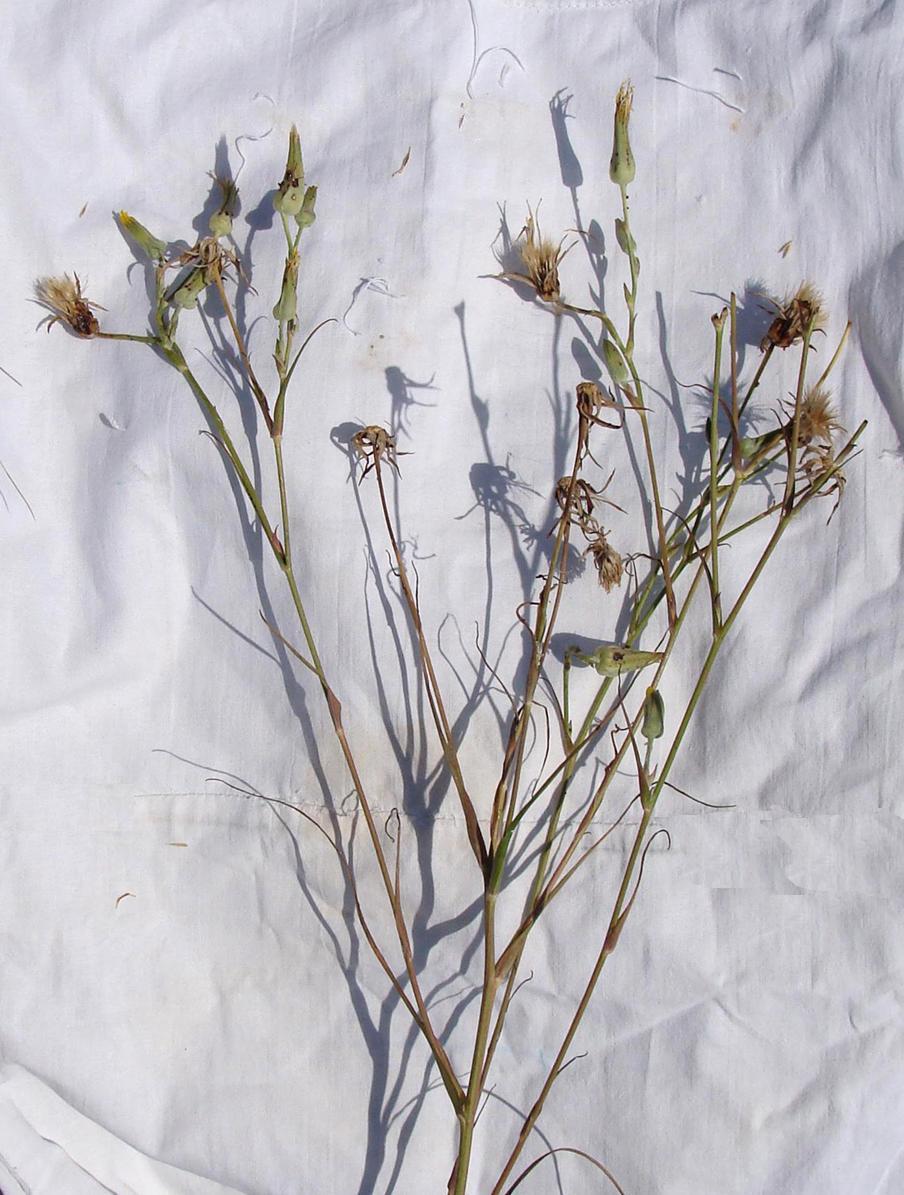 Image of genus Tragopogon specimen.