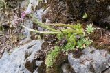 Sempervivum pumilum. Цветущее растение. Карачаево-Черкесия, Урупский р-н, окр. пос. Дамхурц, правый берег реки Большая Лаба, ≈ 1000 м н.у.м., скальное обнажение. 30.07.2022.