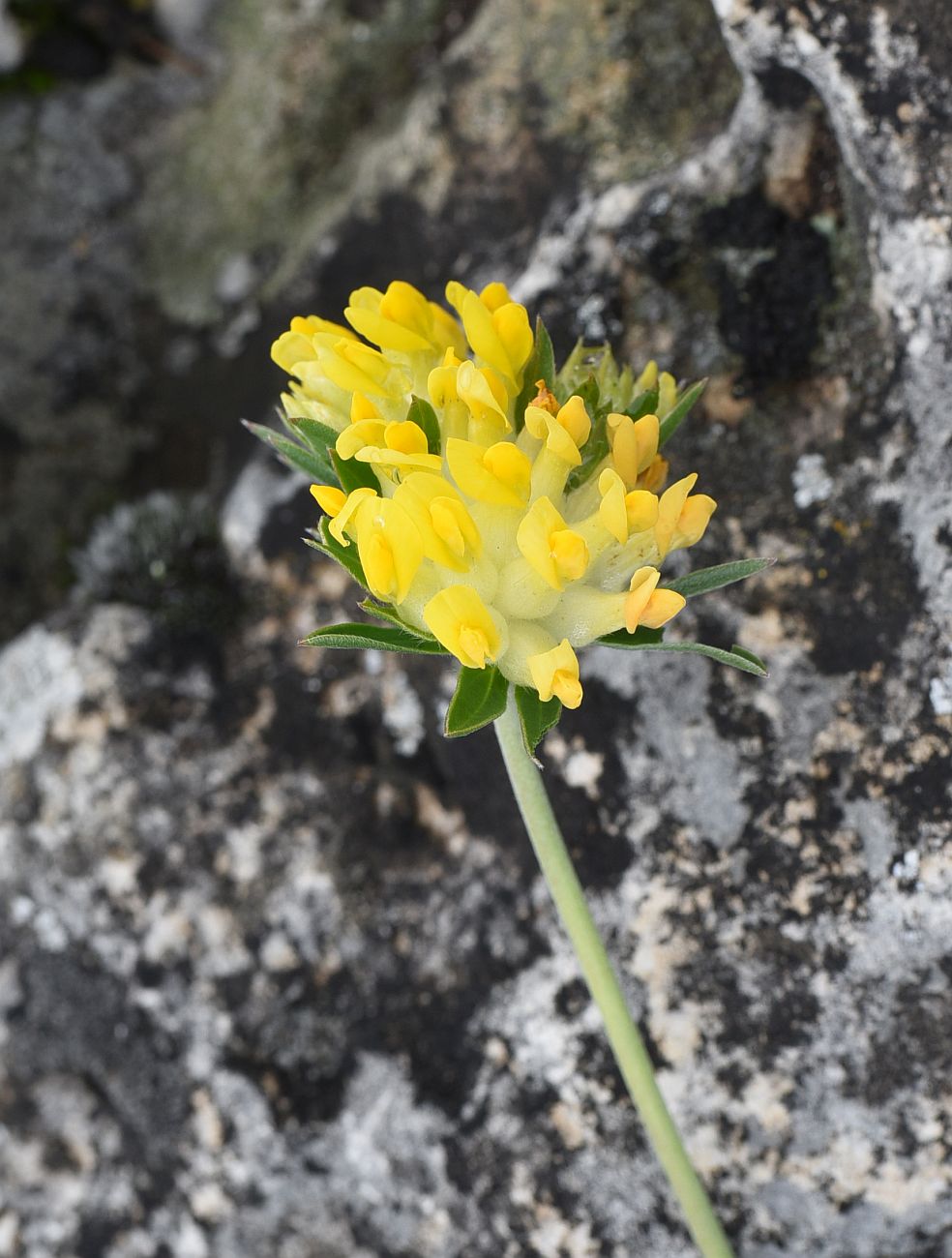 Image of genus Anthyllis specimen.