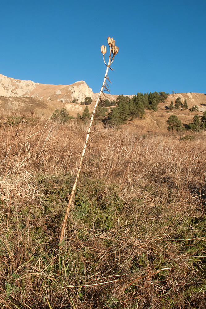 Image of Lilium monadelphum specimen.