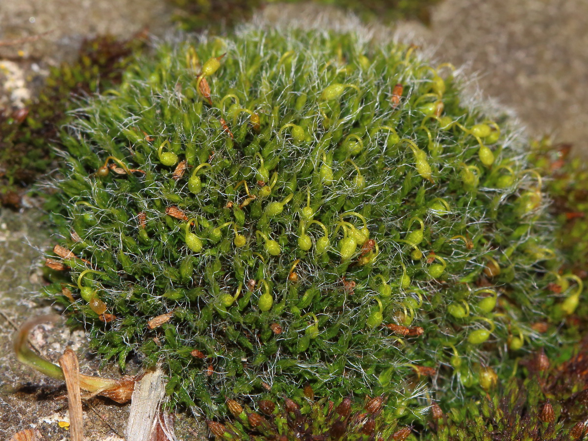 Изображение особи Grimmia pulvinata.