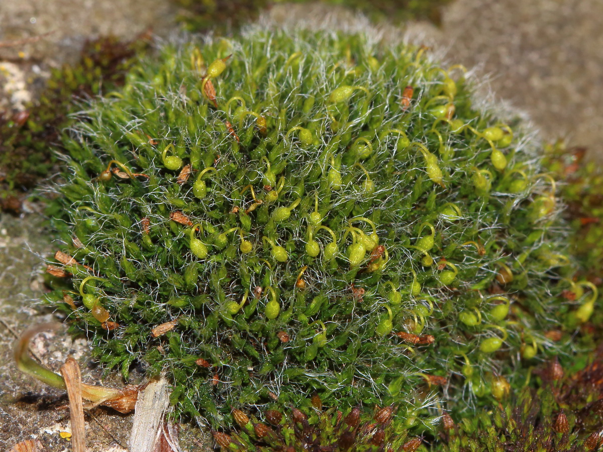 Image of Grimmia pulvinata specimen.