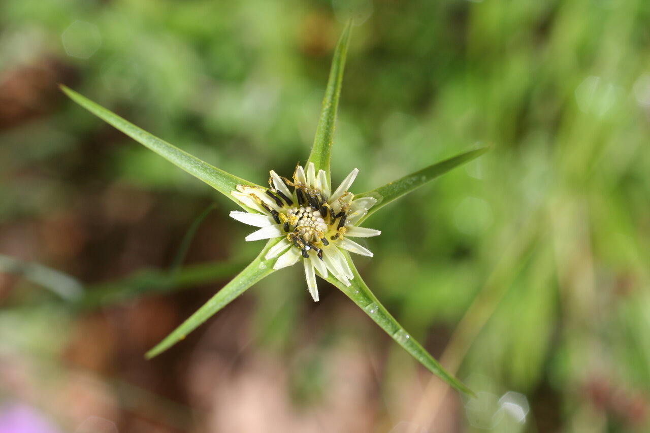 Image of Tragopogon porrifolius ssp. longirostris specimen.