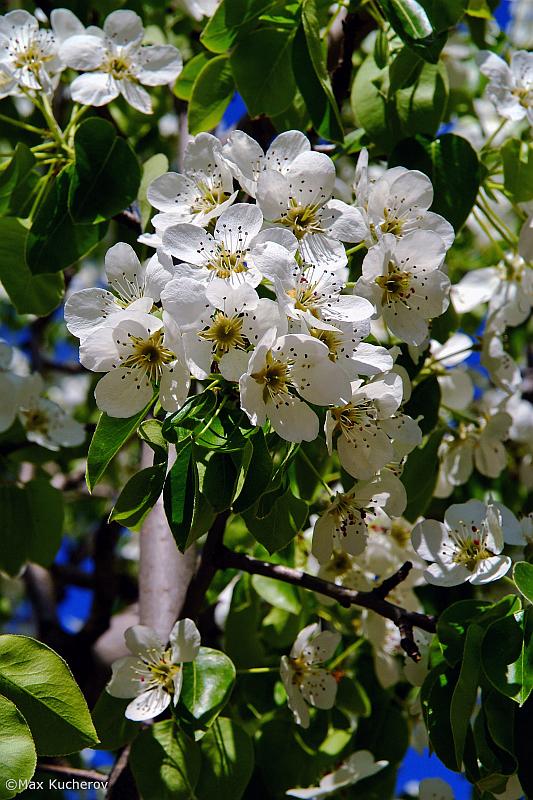 Image of Pyrus communis specimen.