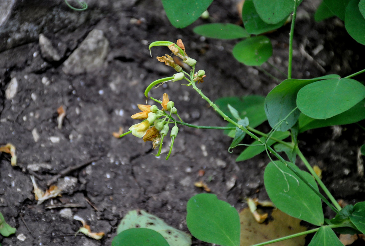 Изображение особи Lathyrus davidii.