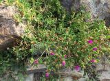 Delosperma cooperi