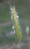 Hordeum murinum