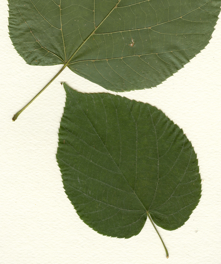 Image of Tilia americana specimen.