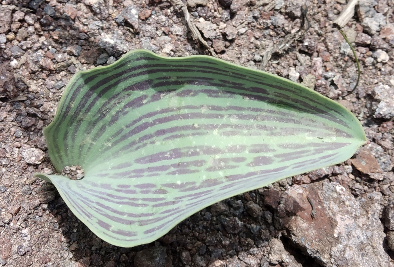 Image of Tulipa greigii specimen.