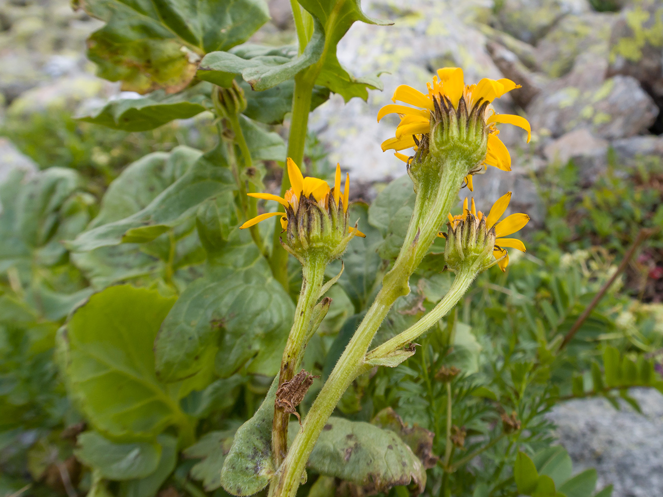 Image of Senecio taraxacifolius specimen.