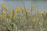 Genista taurica. Цветущие побеги. Крым, предгорье, окр. с. Холмовка, берег пруда. 04.06.2023.
