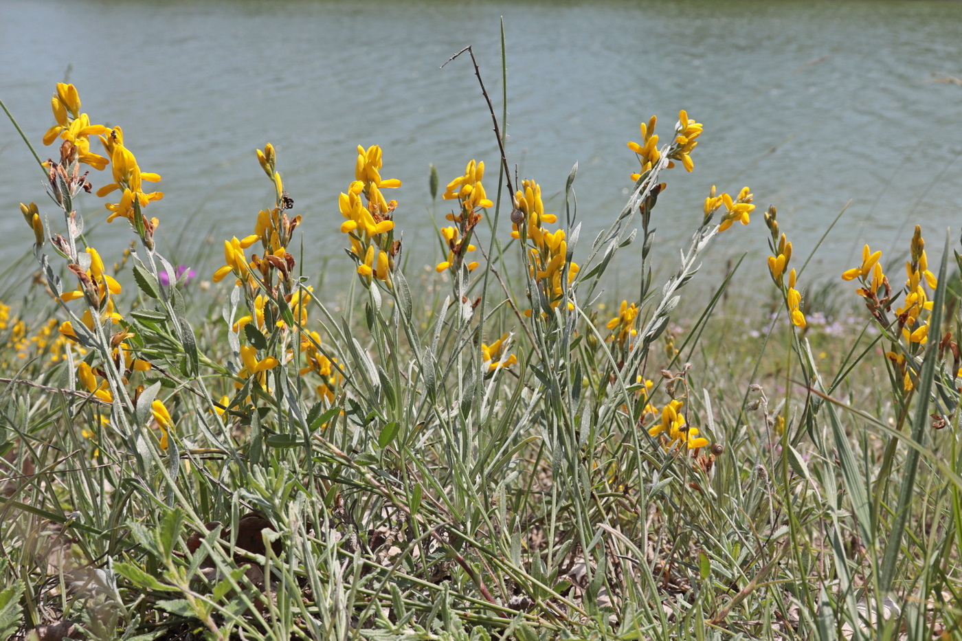 Image of Genista taurica specimen.